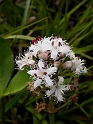 Bog bean - A